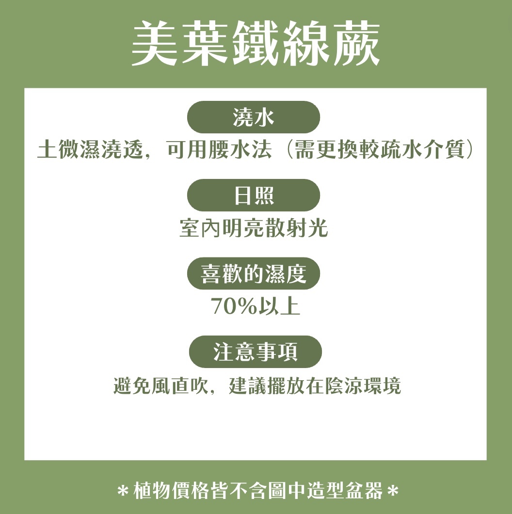 【𝐂𝐡𝐞𝐧’𝐬 𝐏𝐥𝐚𝐧𝐭限定聯名】美葉鐵線蕨