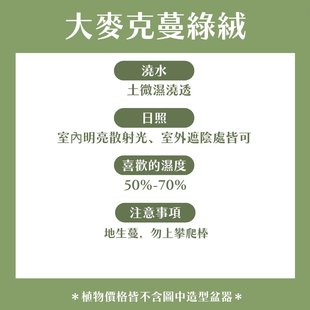 【𝐂𝐡𝐞𝐧’𝐬 𝐏𝐥𝐚𝐧𝐭限定聯名】大麥克蔓綠絨