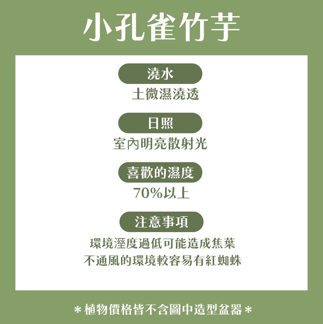 【𝐂𝐡𝐞𝐧’𝐬 𝐏𝐥𝐚𝐧𝐭限定聯名】小孔雀竹芋