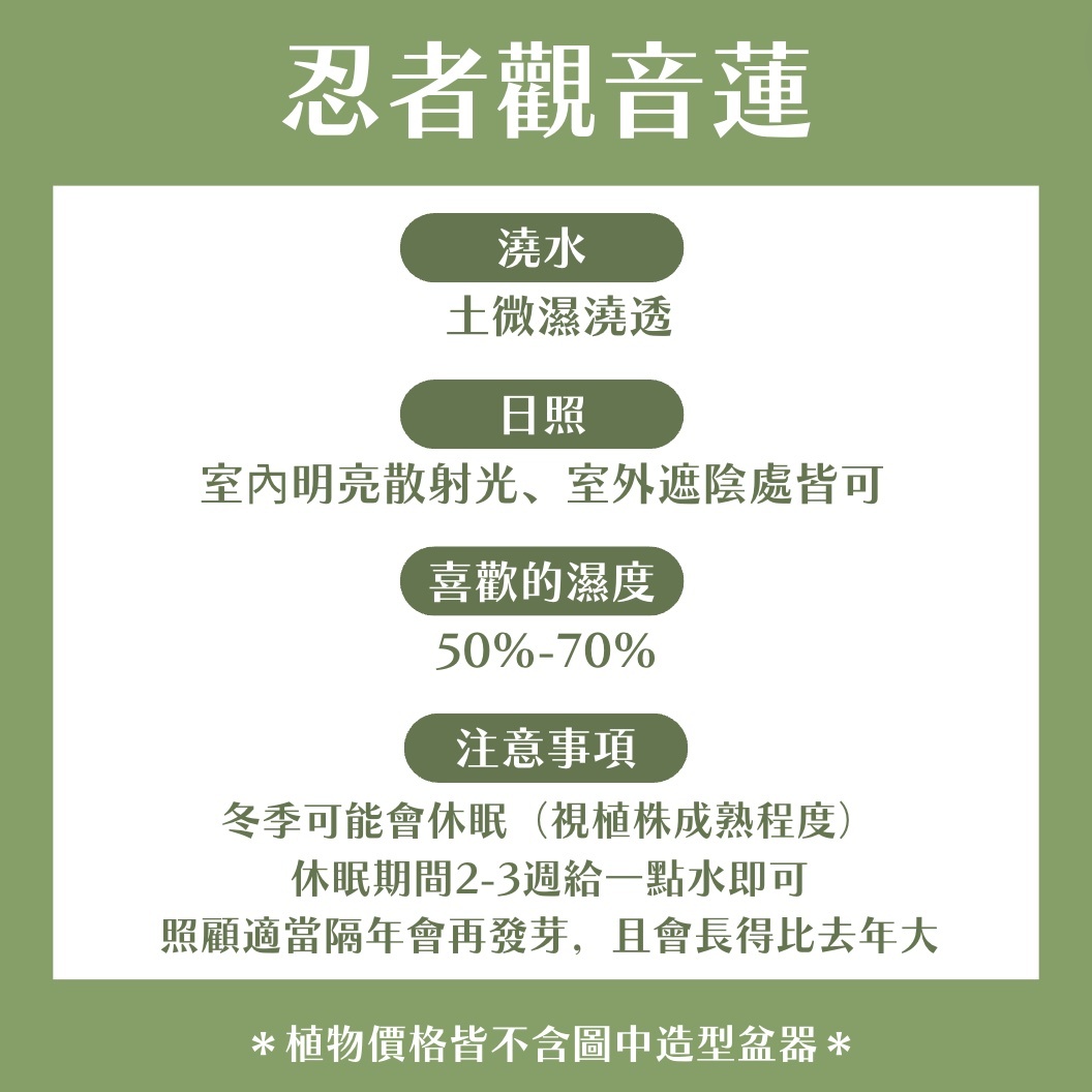 【𝐂𝐡𝐞𝐧’𝐬 𝐏𝐥𝐚𝐧𝐭限定聯名】忍者觀音蓮