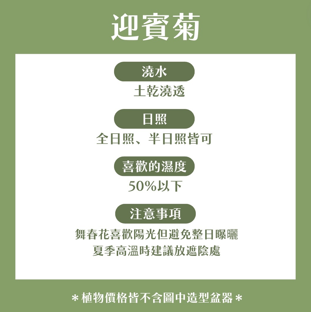 【𝐂𝐡𝐞𝐧’𝐬 𝐏𝐥𝐚𝐧𝐭限定聯名】迎賓菊