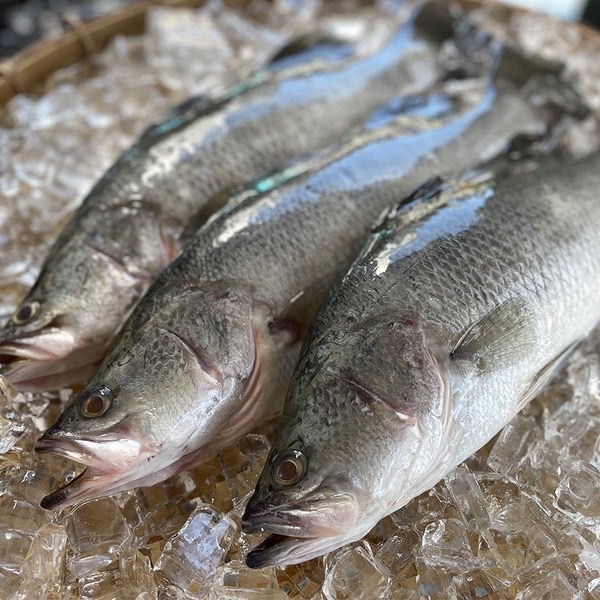 金目鱸魚 500g~550g