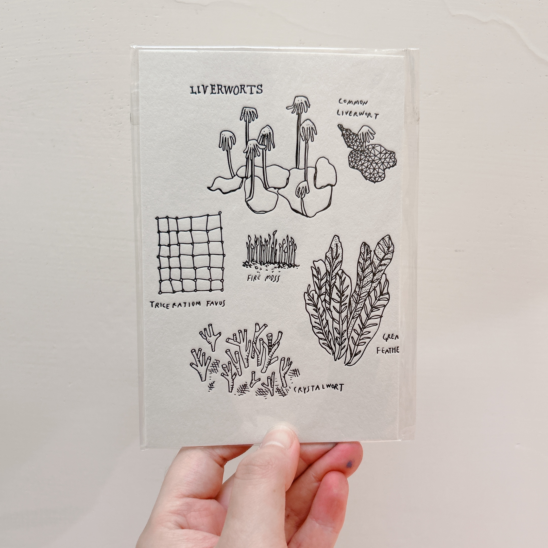 活版明信片｜插畫小農 臺灣