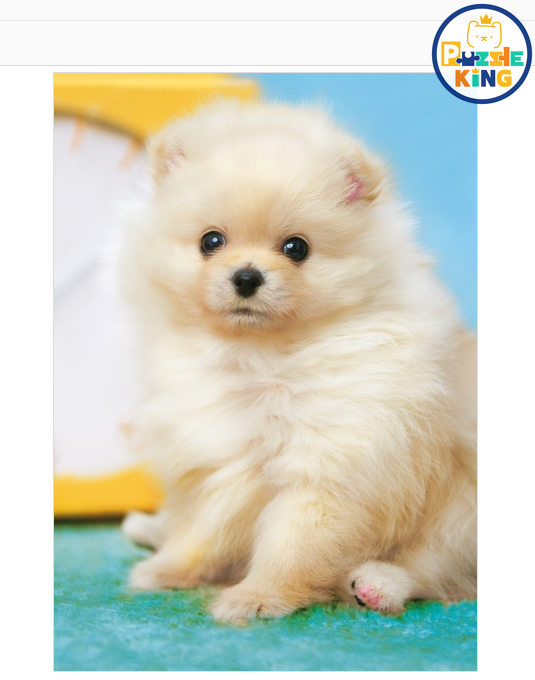 毛茸茸的博美犬