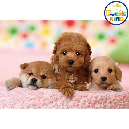 我們的朋友（玩具貴賓犬 & Dax & 柴犬）