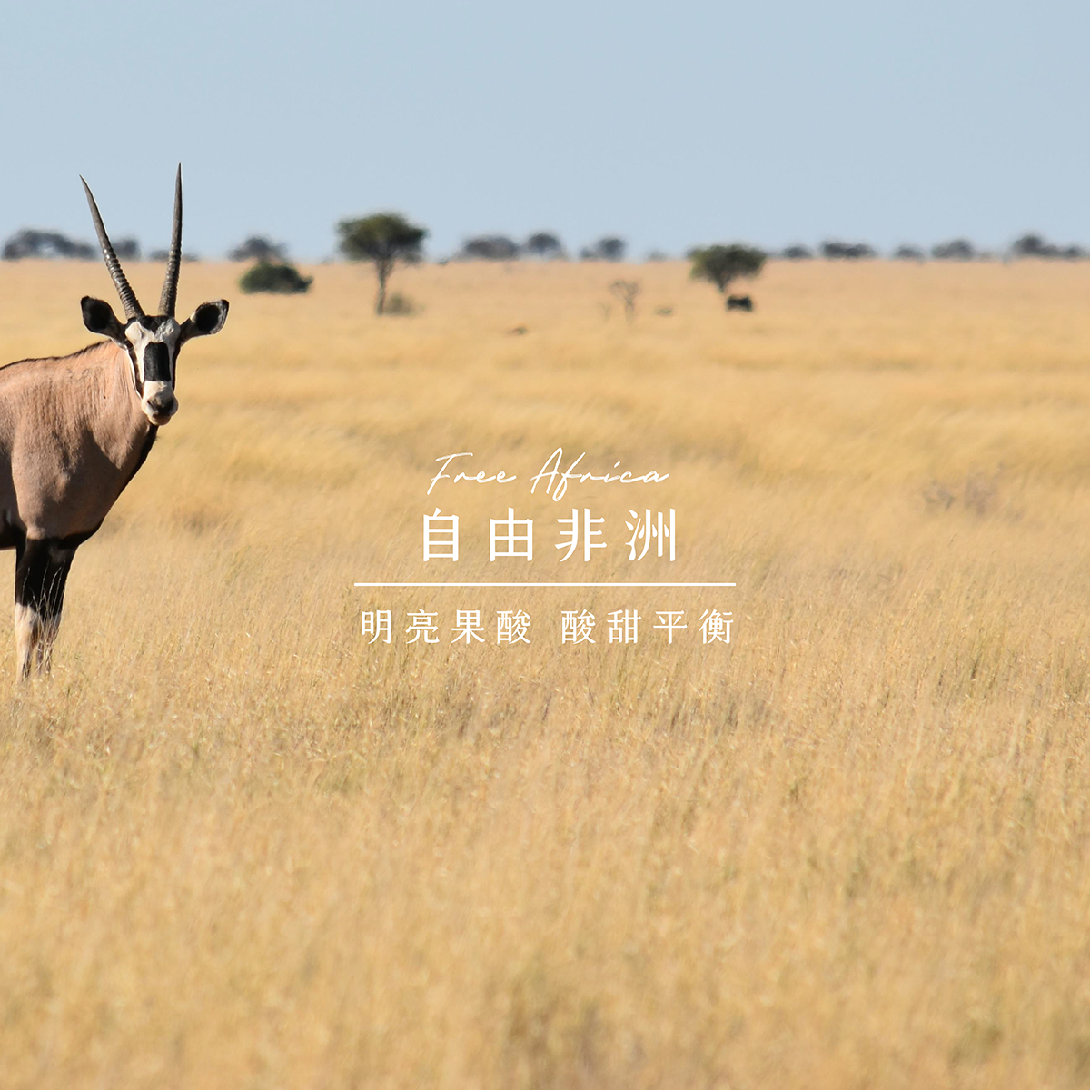 自由非洲｜獨家手沖配方｜200g