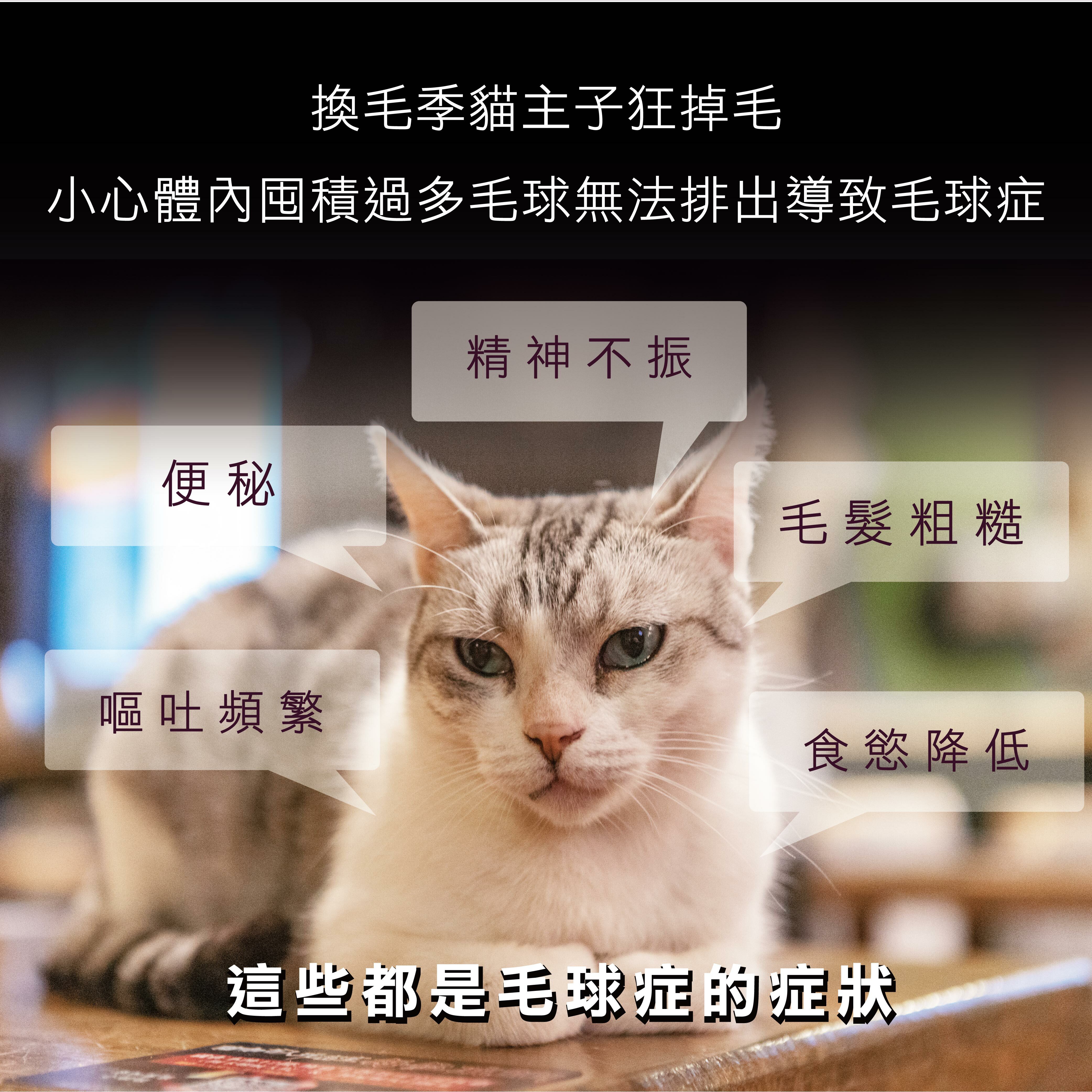 貓咪毛球症的症狀有便祕、頻繁嘔吐、精神不振等