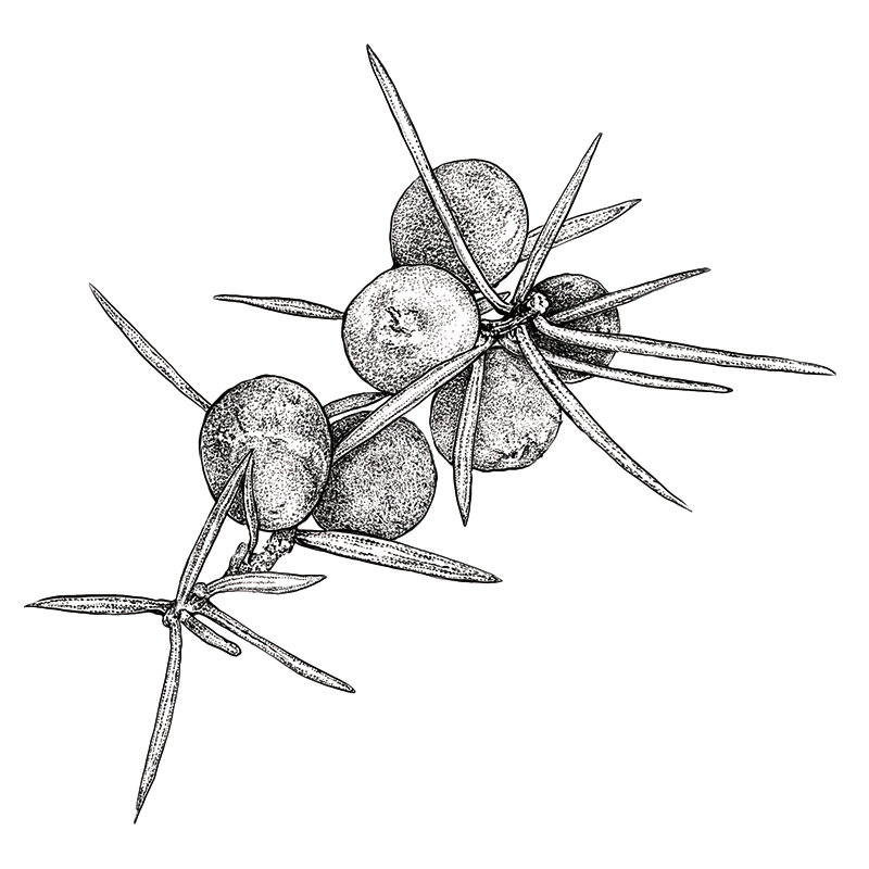 單方精油｜科西嘉高地杜松-超特級 10ml