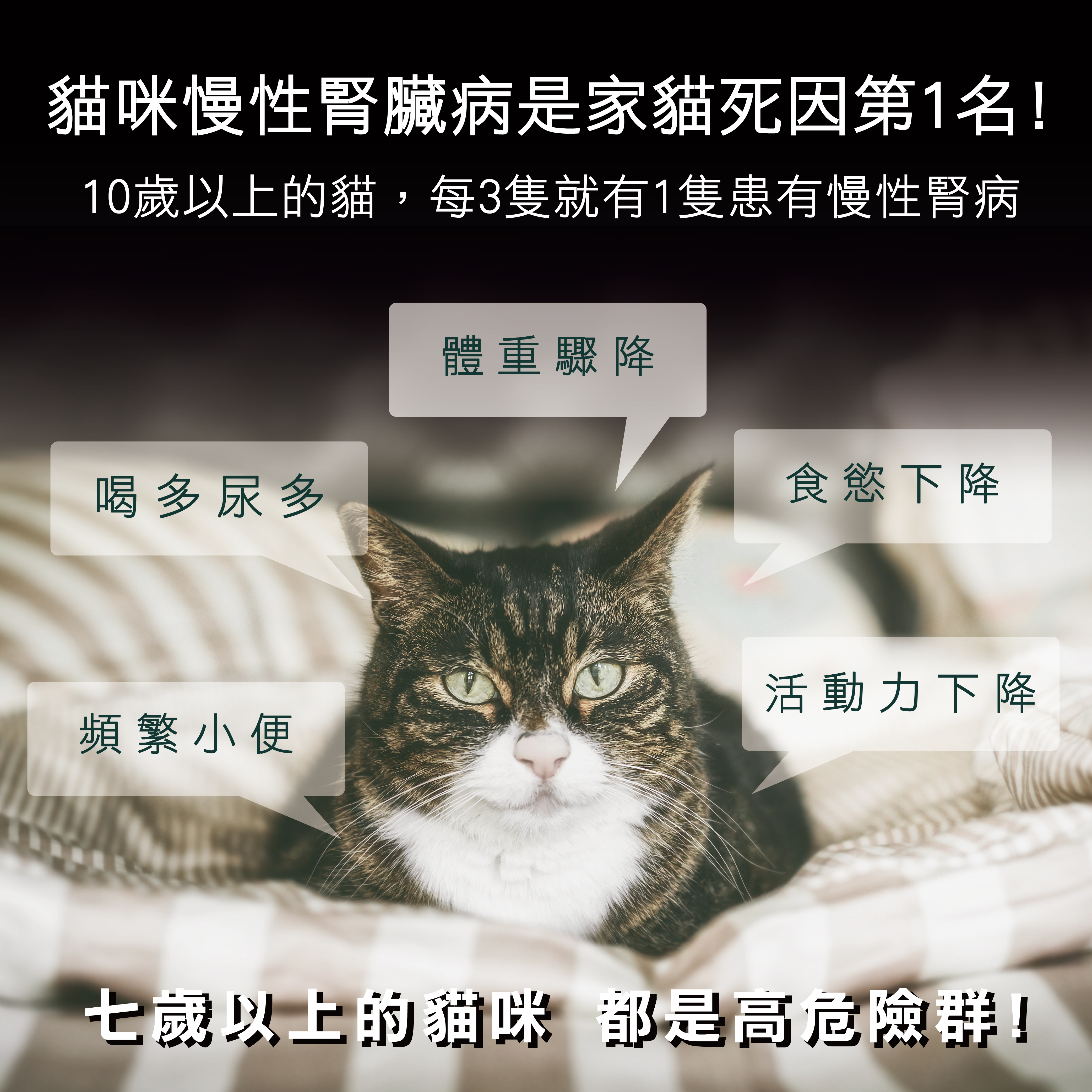 貓咪的慢性腎臟病是死因第一,腎臟病的症狀有喝水次數變多、體重驟降、食慾下降等