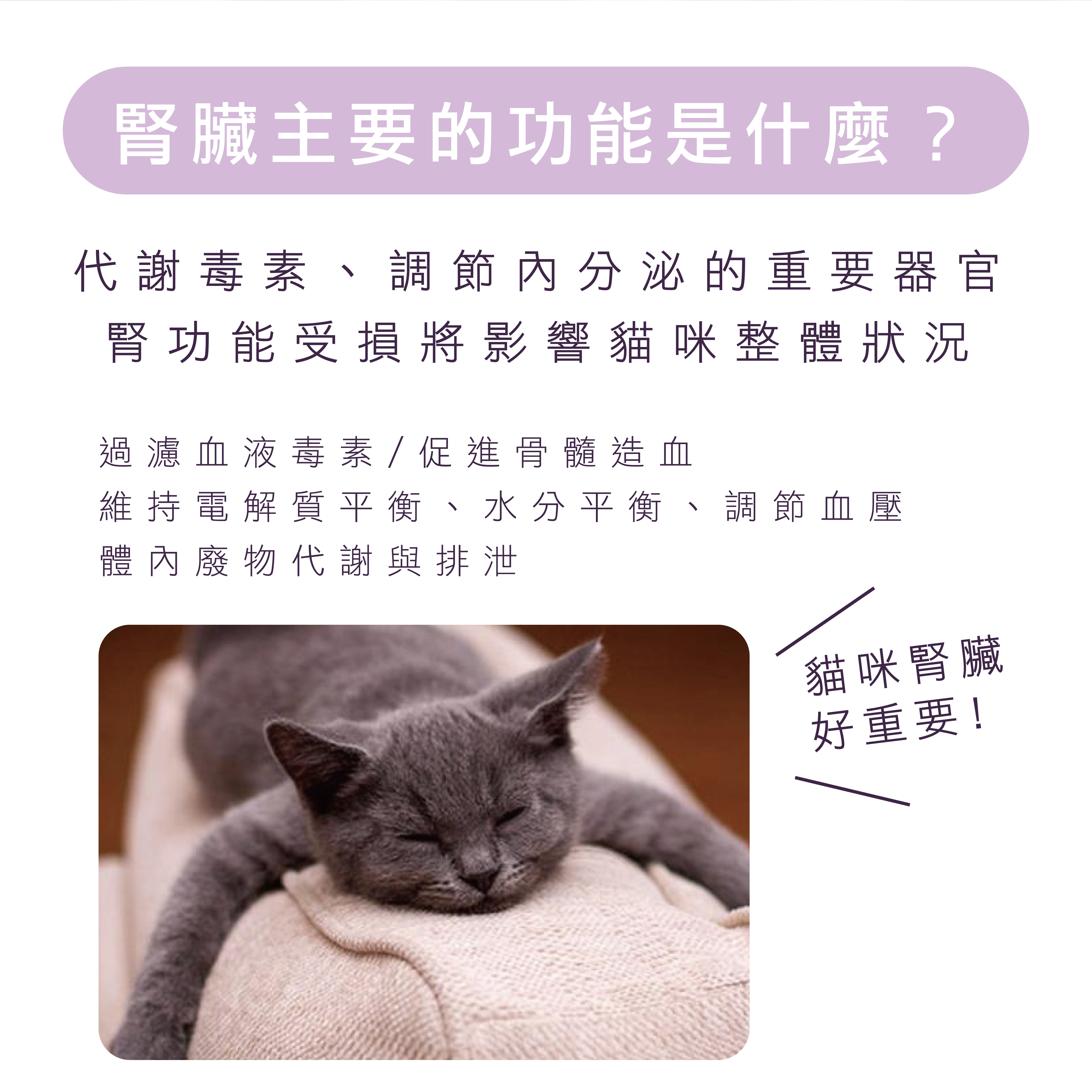 腎臟的主要功能可以代謝毒素,調節內分泌,腎臟是非常重要的器官