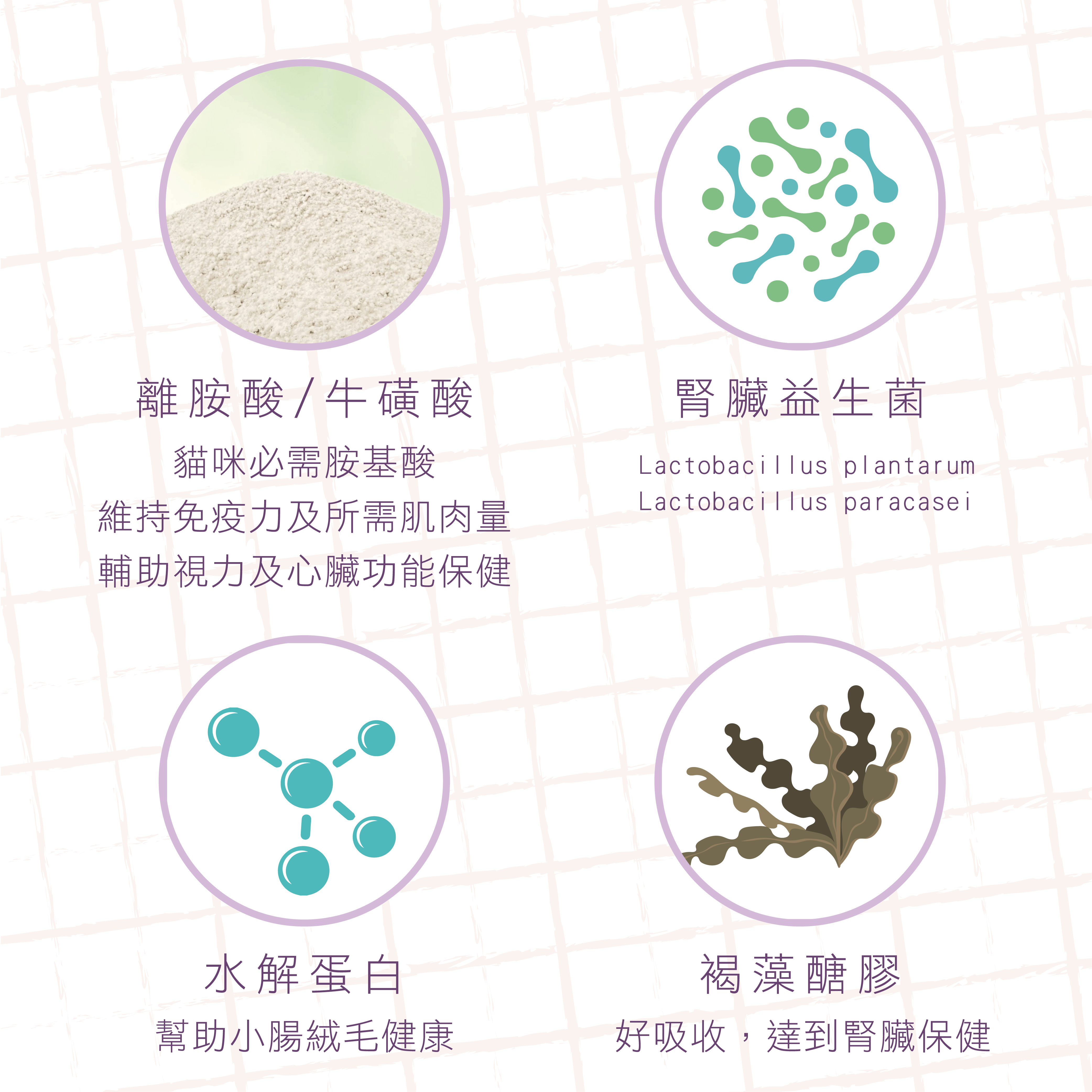 威旺腎臟護理配方有添加離胺酸、牛磺酸還有腎臟益生菌及水解蛋白、褐藻醣膠,幫助保健腎臟