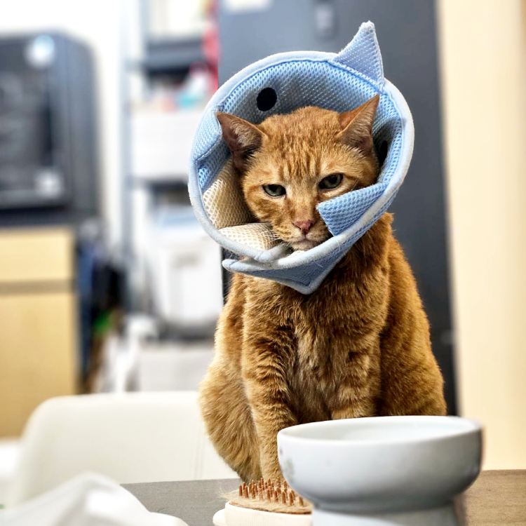 魔術貼易戴透氣軟頭罩 - 小雞寶寶 (S/M)