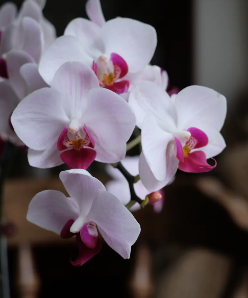 紅心芭樂 M－蘭花盆花