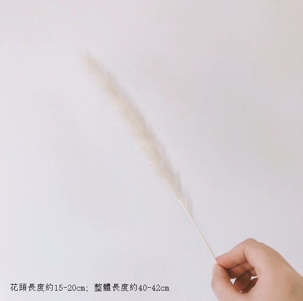 新款diy客廳插花幹花花束（小蘆葦 米白色 一支）