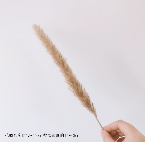 新款diy客廳插花幹花花束（小蘆葦 原色 一支）