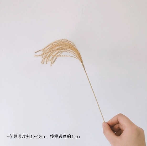 新款diy客廳插花幹花花束（金絲草 一支）