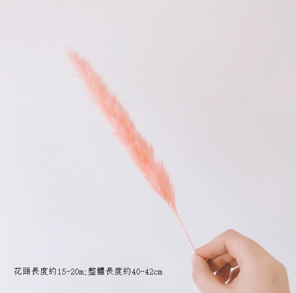 新款diy客廳插花幹花花束（小蘆葦 粉色 一支）