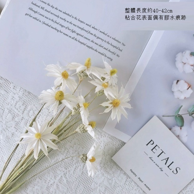 新款文心蘭小雛菊輕奢幹花（白色文心蘭10支）