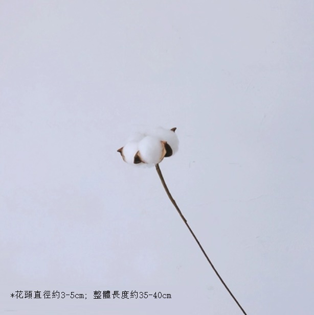 新款真花風幹天然材料客廳擺件（白棉花 一支）