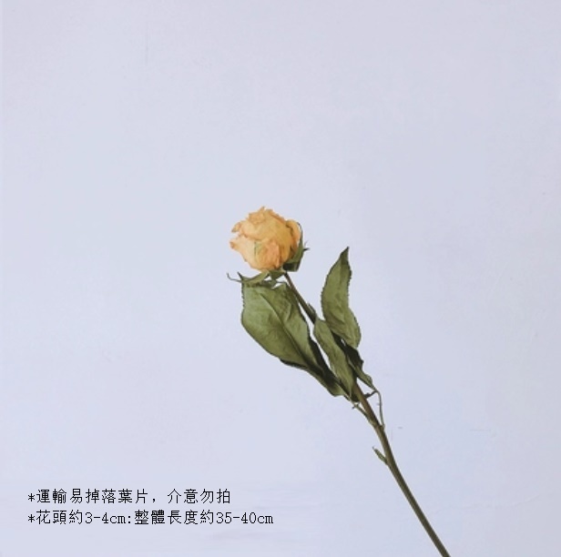 新款真花風幹天然材料客廳擺件（黃玫瑰 一支）