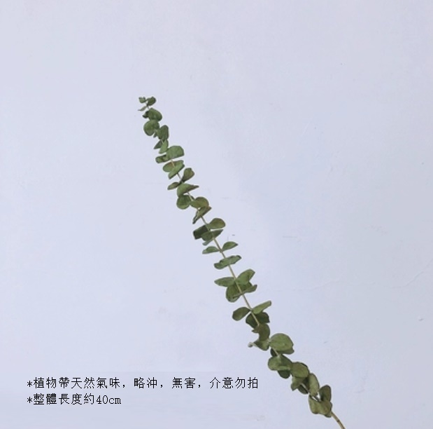 新款真花風幹天然材料客廳擺件（尤加利葉 一支）
