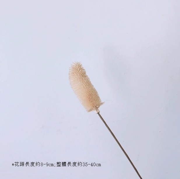 新款真花風幹天然材料客廳擺件（拉毛果-米白色 一支）