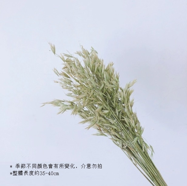 新款真花風幹天然材料客廳擺件（本色燕麥 一束）