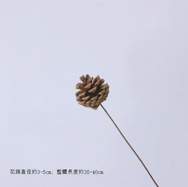 新款真花風幹天然材料客廳擺件（松果 一支）