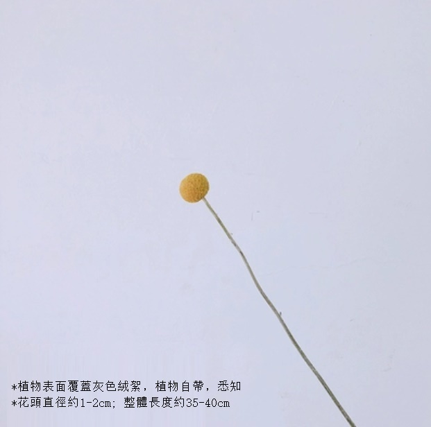 New style real flower air-dried natural material living room ornaments (gold ball, one piece)