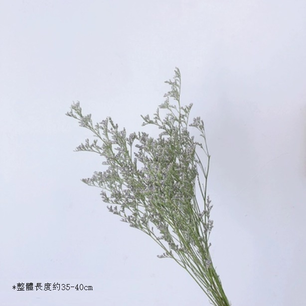 新款真花風幹天然材料客廳擺件（情人草 一束）