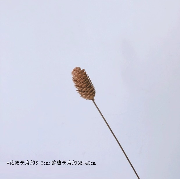 新款真花風幹天然材料客廳擺件（雲杉松塔 一支）