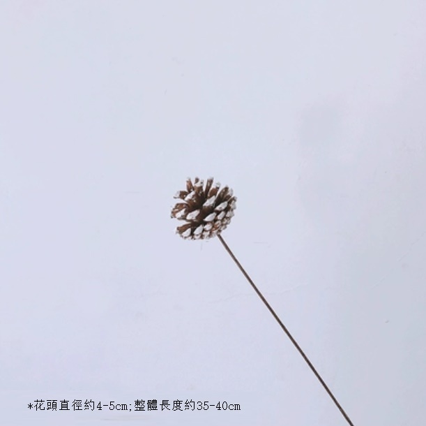 新款真花風幹天然材料客廳擺件（雪松果 一支）