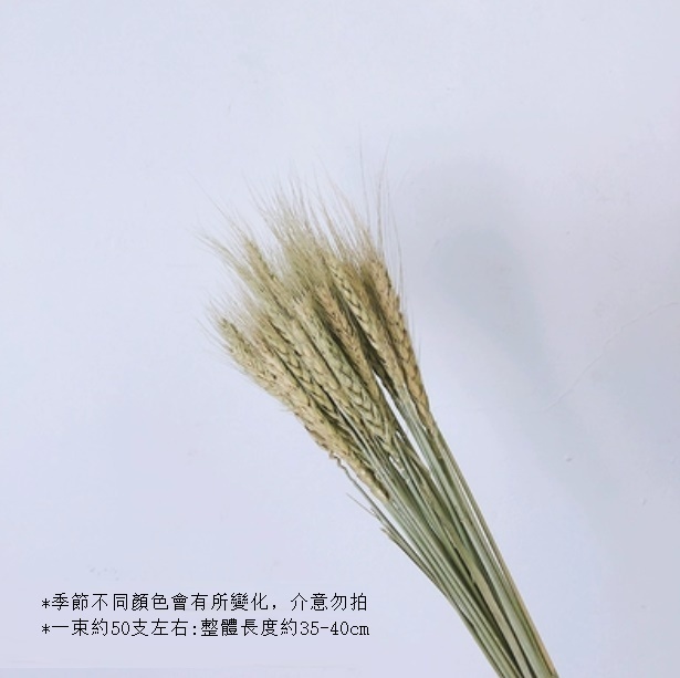新款真花風幹天然材料客廳擺件（天然麥穗 一束）