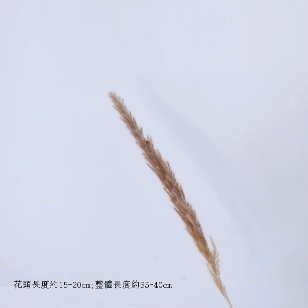New style real flower air-dried natural material living room ornaments (small reed-original color one piece)