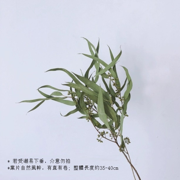 新款真花風幹天然材料客廳擺件（小米果葉 一束）
