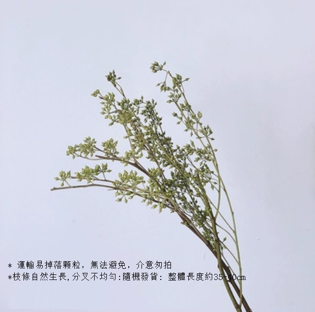 新款真花風幹天然材料客廳擺件（小米果 一束）