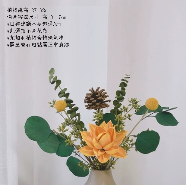 新款松果尤加利輕奢幹花（不含瓶 木荷松）