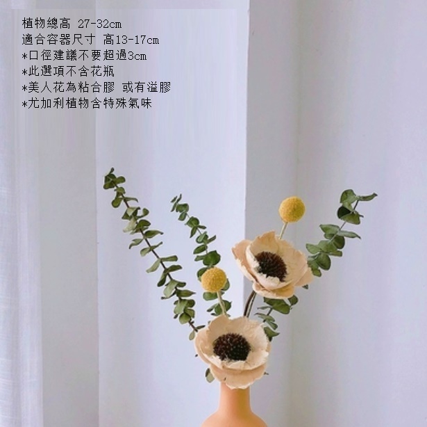 新款松果尤加利輕奢幹花（不含瓶 白美人尤加利）