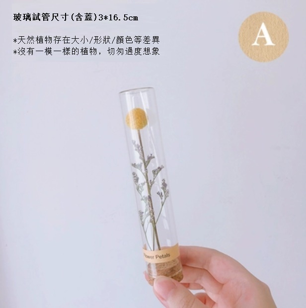 新款幹花玻璃試管（情人草黃金球）