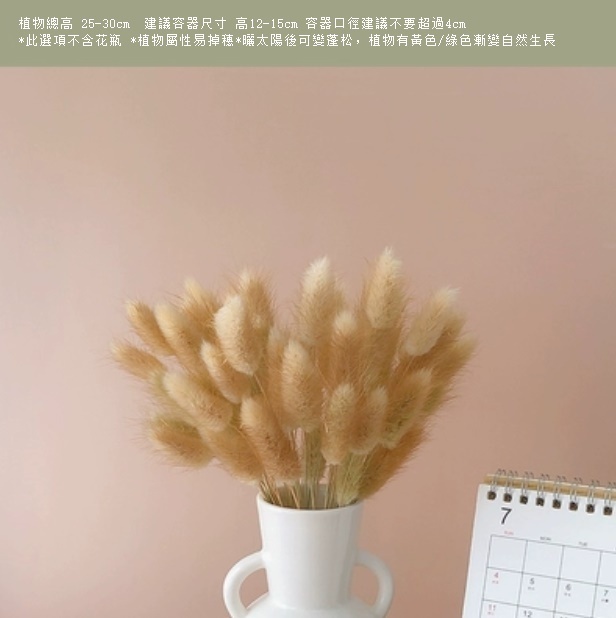 新款真花插花擺件（不含花瓶 原色兔尾草）