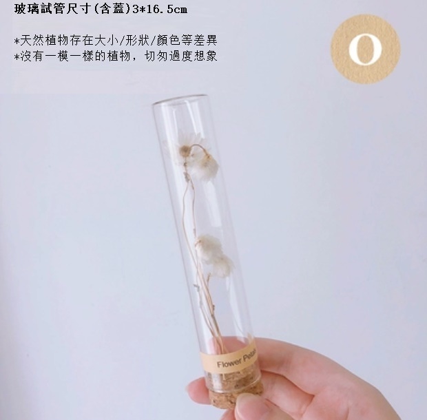 新款幹花玻璃試管（白羅丹斯）