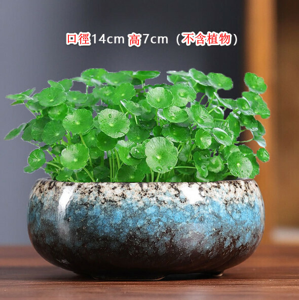 Popular non-porous hydroponic ceramic flowerpot [Hydroponics-Plate 1] [Plants not included]