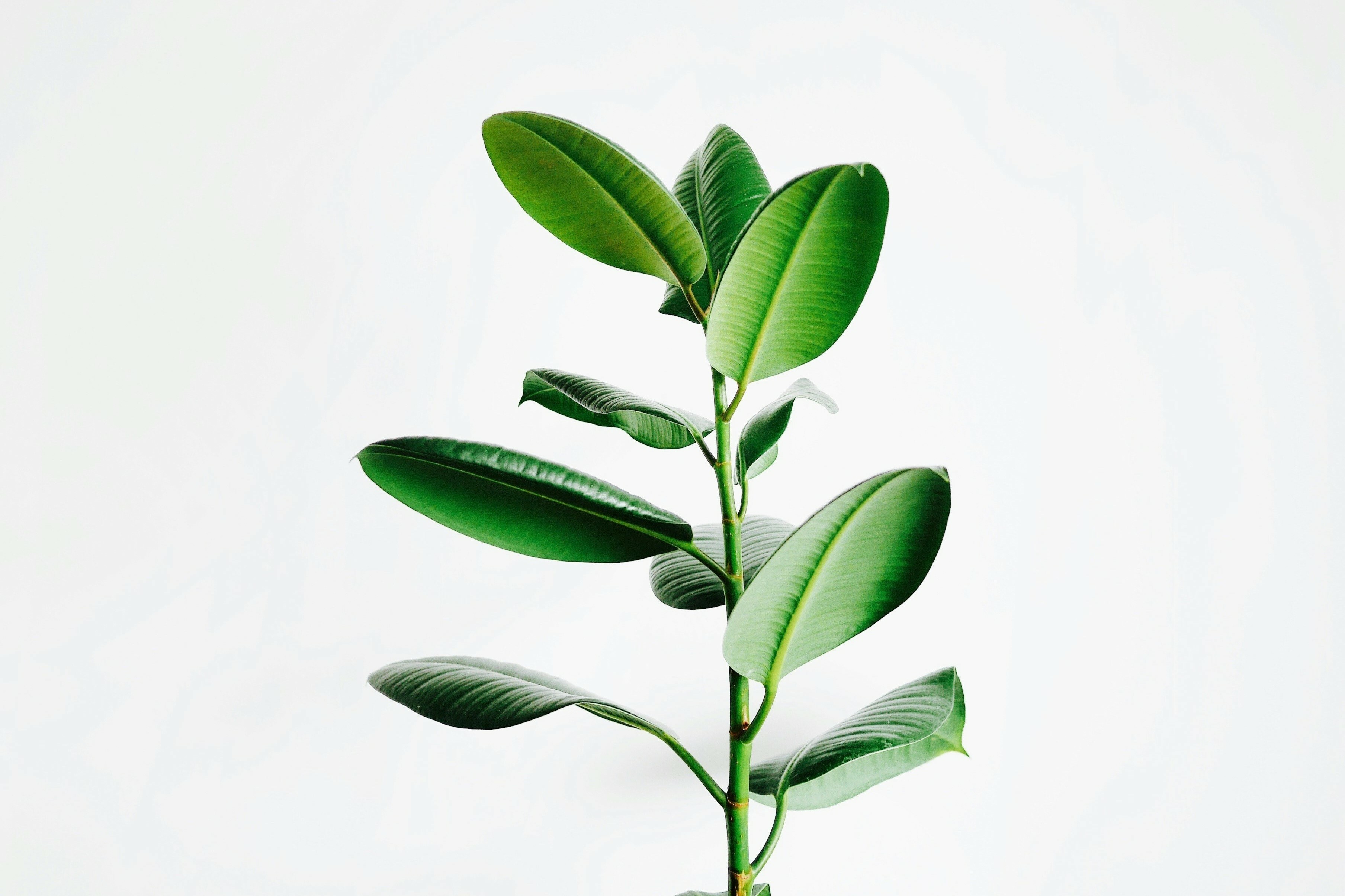 選擇天然，是有木對產品與環境的堅持