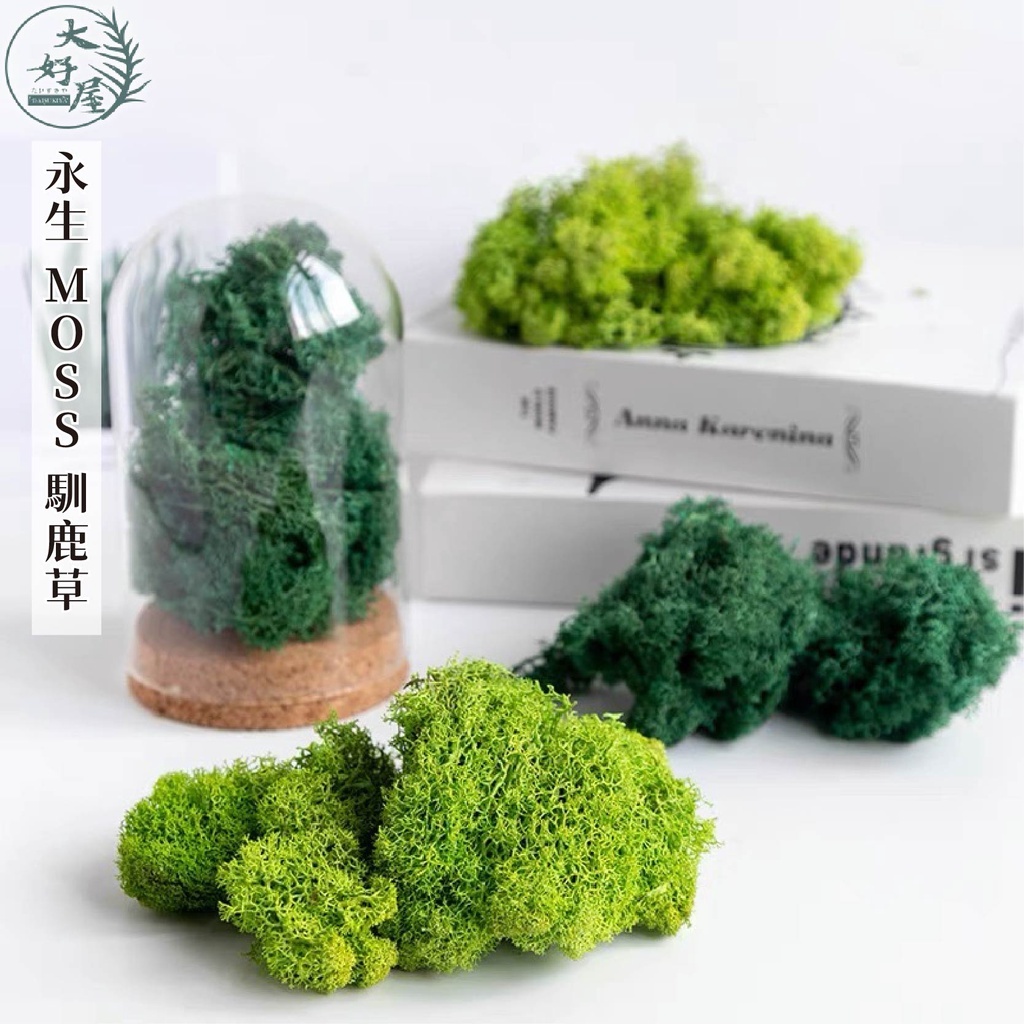 永生MOSS馴鹿草【500克 / 原裝紙盒】