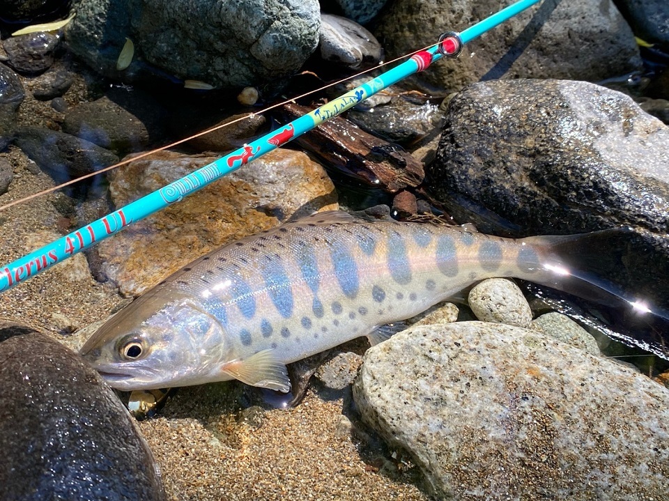 Tulala TRUITE CLERUS 411UL