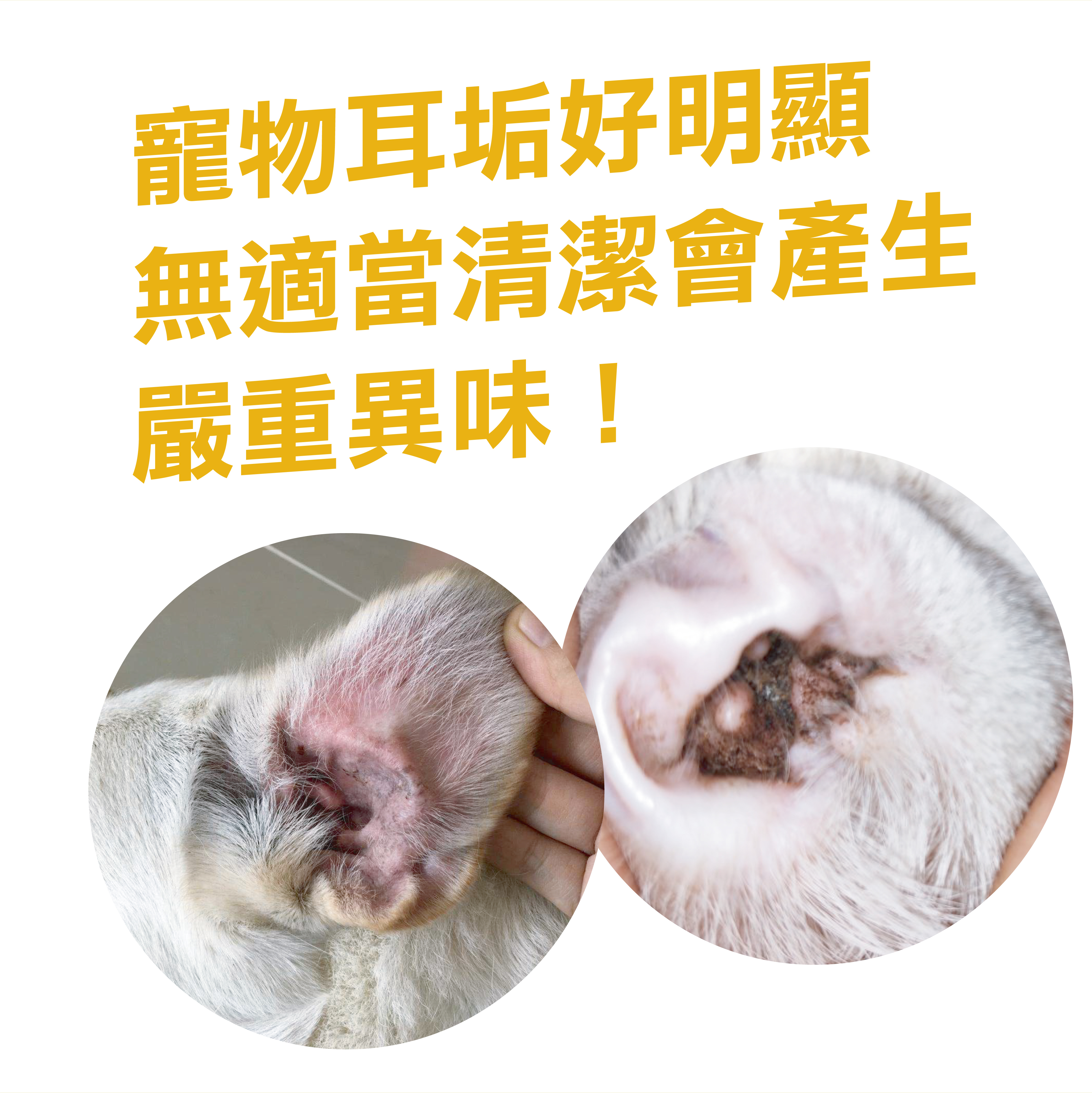 寵物如果沒有適當清潔耳朵會產生嚴重的異味