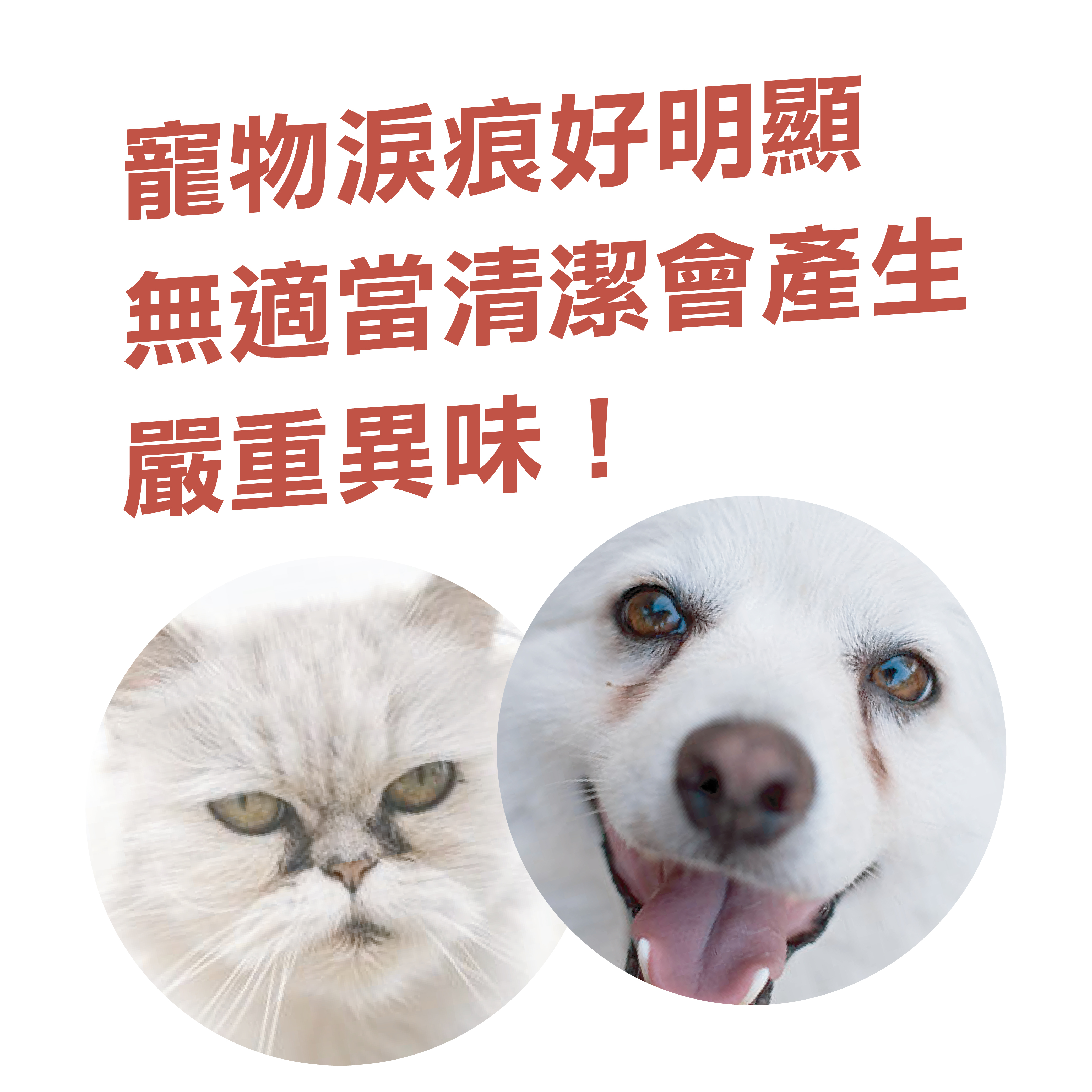 寵物如果沒有適當清潔淚痕會產生嚴重的異味