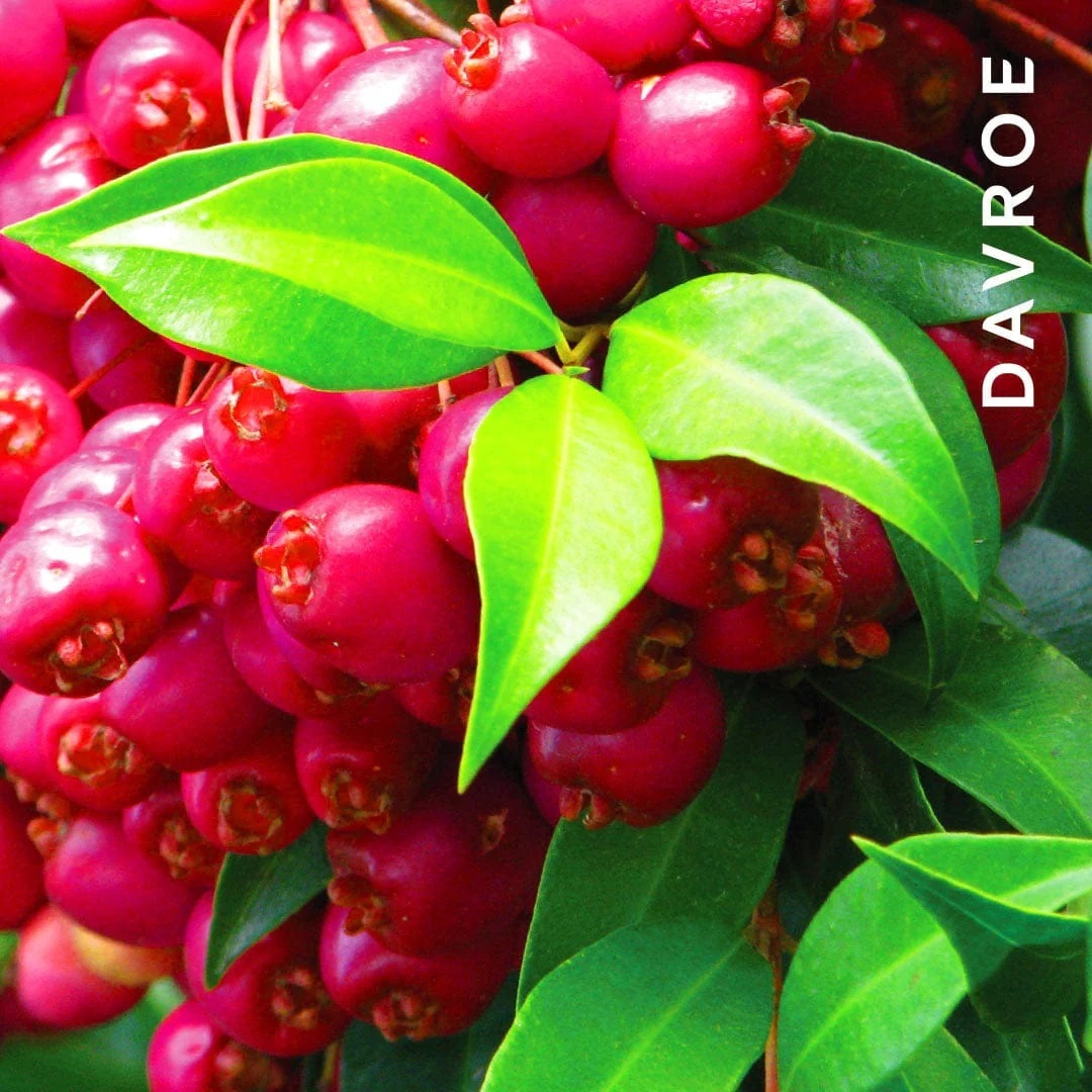 DAVROE 赤楠保濕護髮素