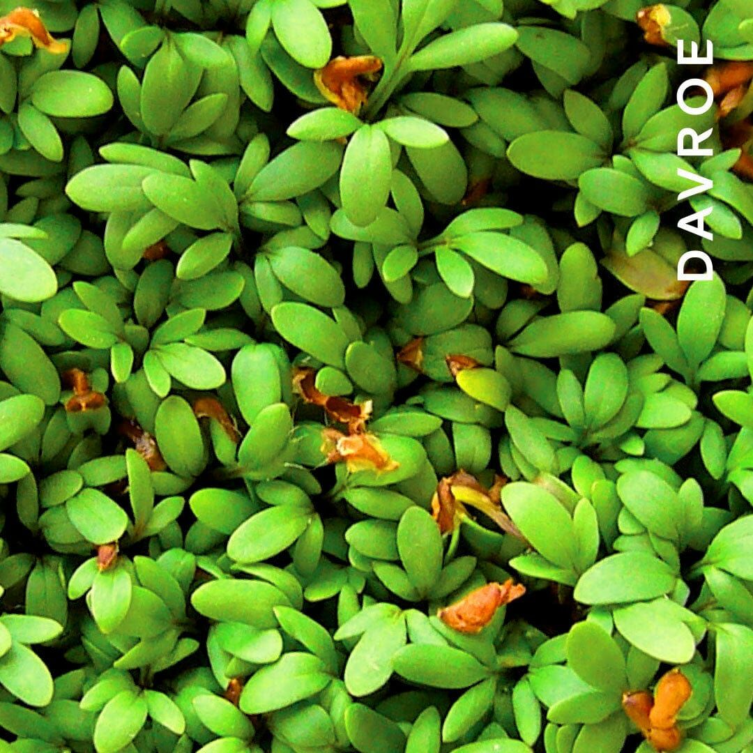 DAVROE 水芹豐盈洗髮露