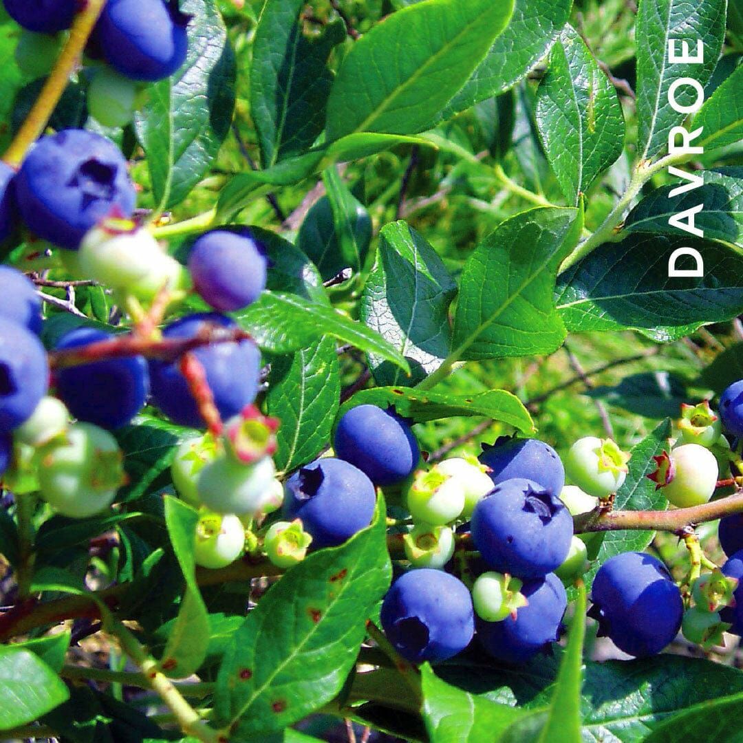 DAVROE 藍莓抗躁護髮素